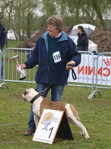 american bulldog darkenwald